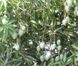 Immature Black Mango fruit