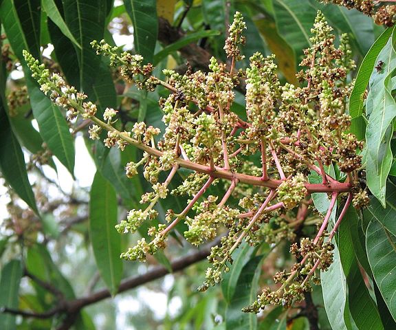 Image:Mango flower.jpg