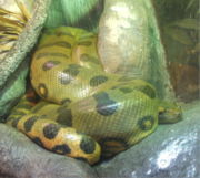 Green anaconda, E. murinus