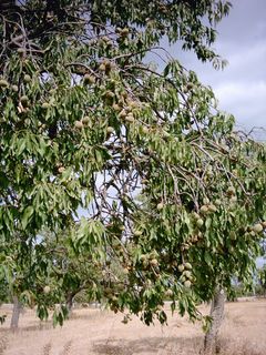 Almond tree with ripening fruit. Mallorca, Spain.