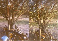 An almond shaker before and during a harvest of a tree