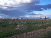 An Almond orchard in central California