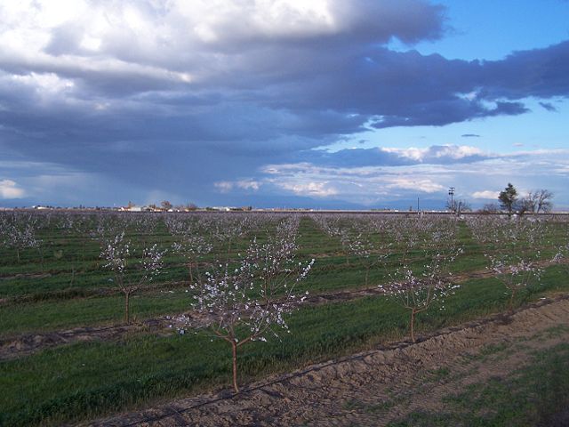 Image:AlmondFarm.jpg