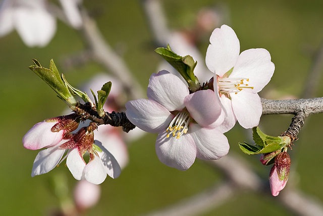Image:Almond blossom02 aug 2007.jpg
