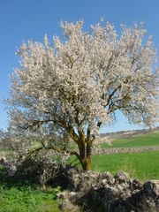 Almond tree in Spain.