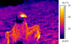 Thermographic image of an eagle, thermoregulating using its wings