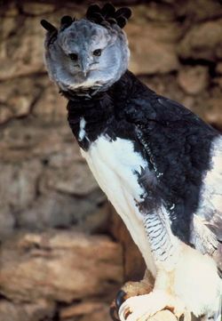 The powerful Harpy Eagle can easily grab a monkey weighing 5 kg and fly away with it.