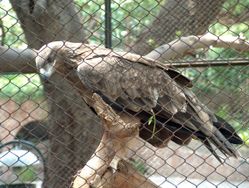 A Steppe Eagle in Lahore Zoo Pakistan .