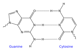 A GC base pair demonstrating three intermolecular hydrogen bonds