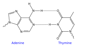 An AT base pair demonstrating two intermolecular hydrogen bonds
