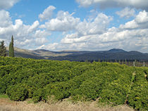 A lemon orchard in the Galilee of Israel.