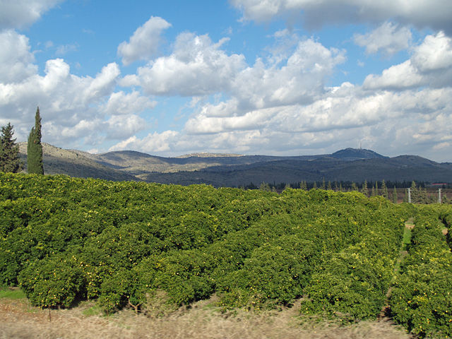 Image:Lemon Orchard in the Galilee by David Shankbone.jpg