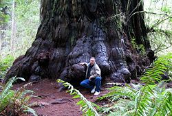 Trunk base of a  Coast Redwood tree in Jedediah Smith Redwoods State Park: Simpson Reed Discovery Trail, near Crescent City, California