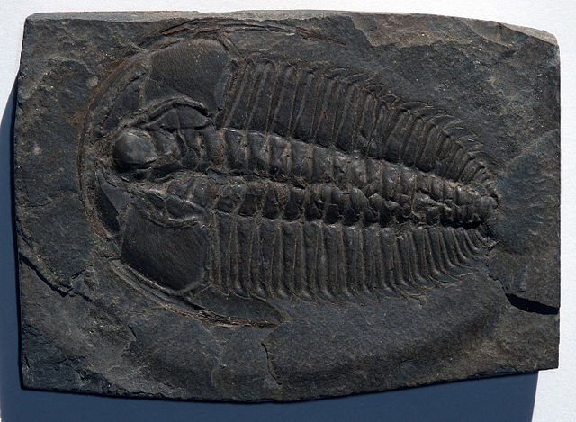 Image:Trilobite Redlichia.jpg