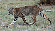 A Bobcat on the Calero Creek Trail