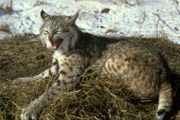 The Bobcat population has seen declines in the American Midwest, but is generally stable and healthy