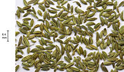 Fennel seeds close-up