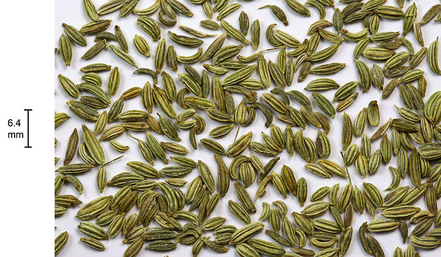 Image:Fennel-seeds.jpg