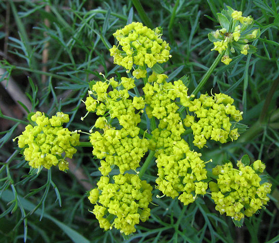 Image:Wild fennel flowers.jpg