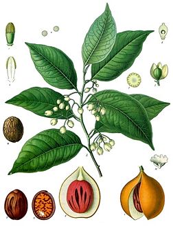 Myristica fragrans