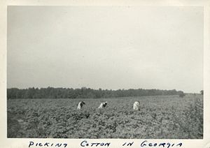 Picking cotton in Georgia, USA, in 1943