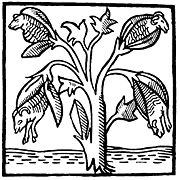 Cotton plants as imagined and drawn by John Mandeville in the fourteenth century