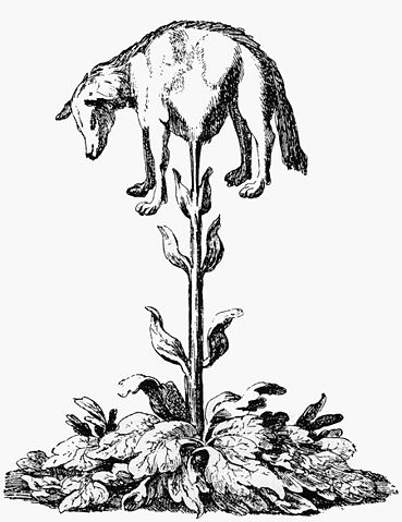 Image:Vegetable lamb (Lee, 1887).jpg