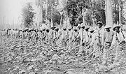 Prisoners farming cotton under trusty system - 1911