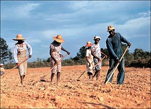 Hoeing a cotton field to remove weeds, Greene County, Georgia, USA, 1941