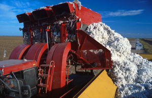 Offloading freshly harvested cotton into a module builder in Texas; previously built modules can be seen in the background