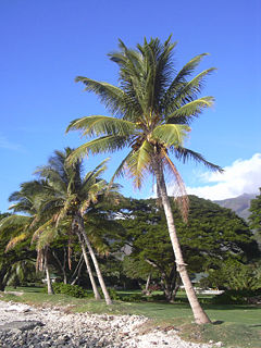 Coconut Palms (Cocos nucifera)
