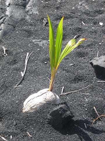 Image:Coconut germinating on Black Sand Beach, Island of Hawaii.JPG