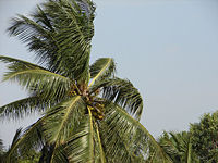 The coconut tree.