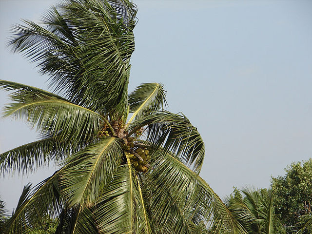 Image:Coconut tree.jpg
