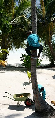 A man climbing a palm to harvest coconuts. Behind the palm a young plant is visible.
