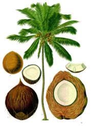 Illustration of a coconut tree