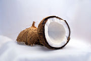 A mature coconut's interior