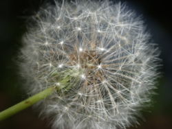 A dandelion clock.