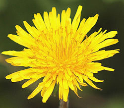 A dandelion flower head.