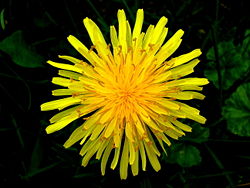 Top view of a dandelion head.