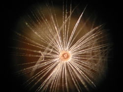 A microscopic view of a pappus from a dandelion clock.