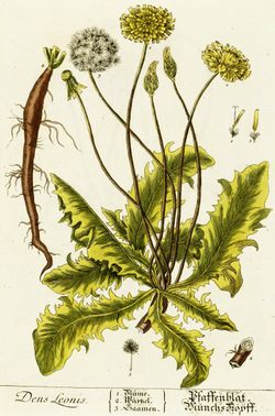 The dandelion's taproot, on left in this drawing, makes this plant very difficult to uproot; the top of the plant breaks away, but the root stays in the ground and can sprout again.