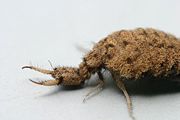 Closeup of an antlion larva