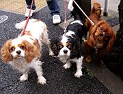 Dogs have been bred into a variety of shapes, colors and sizes. Variation can be wide even within a breed, as with these Cavalier King Charles Spaniels.