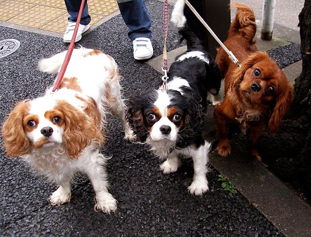 Image:Cavalier King Charles Spaniel trio.jpg