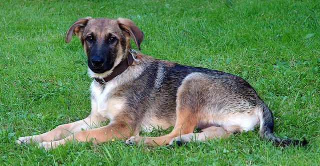 Image:Young mixed-breed dog (aka).jpg