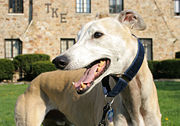 A Greyhound, one of many breeds of sighthound