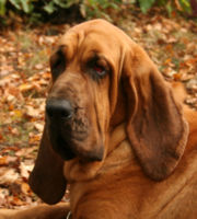 Scent hounds, especially the Bloodhound, are iconic for their keen sense of smell.
