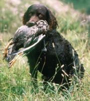 Many dogs, such as this American Water Spaniel, have had their natural hunting instincts suppressed or altered to suit human needs.