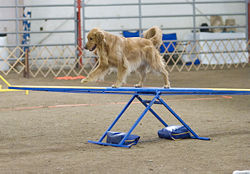 Many dogs can be trained to skillfully perform tasks not natural to canines, such as in this dog agility competition.